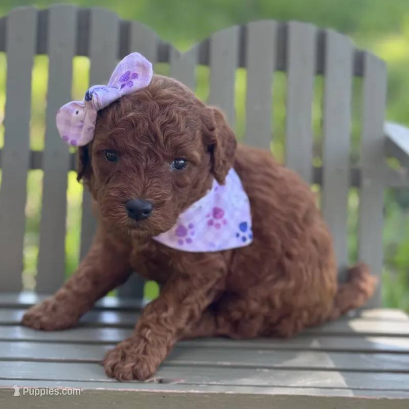 Millie micro – Miniature Goldendoodle puppy for sale in Fort Worth, TX