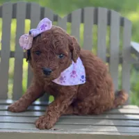 Millie micro, a female Miniature Goldendoodle for sale in Fort Worth, TX – 1 of 2
