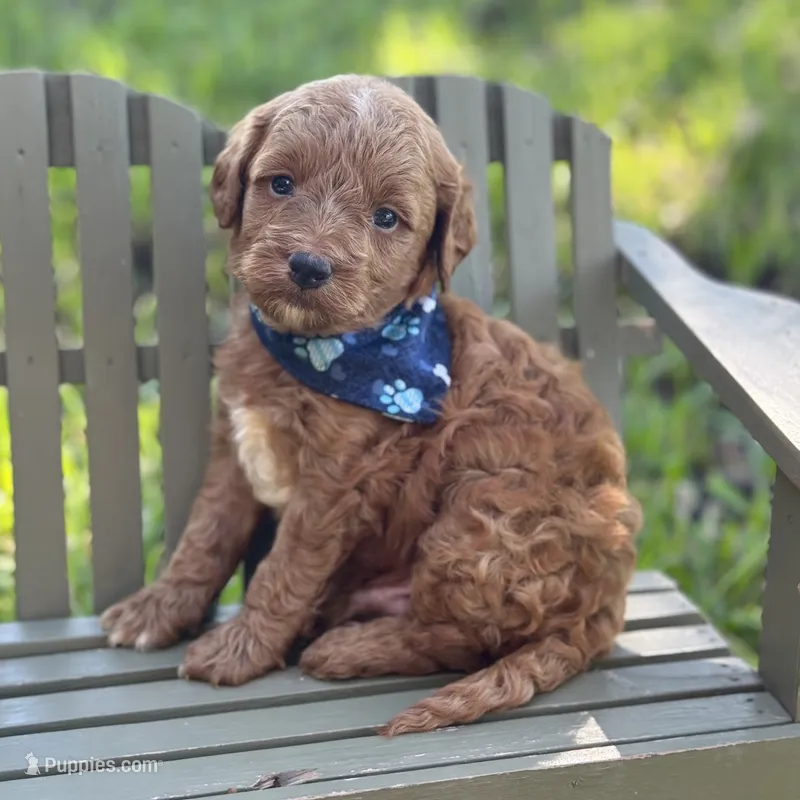 Marco micro – Miniature Goldendoodle puppy for sale in Fort Worth, TX