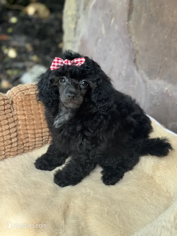 Malinda  – Poodle - Toy  puppy for sale in Fort Worth, TX