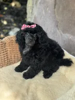 Malinda , a female Poodle - Toy  for sale in Fort Worth, TX – 1 of 1