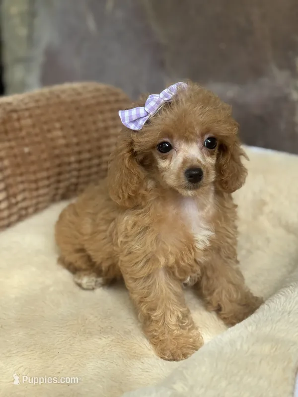 Marlow  – Poodle - Toy  puppy for sale in Fort Worth, TX