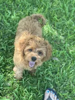 Frisbee , a male Cavapoo for sale in Fort Worth, TX – 3 of 8
