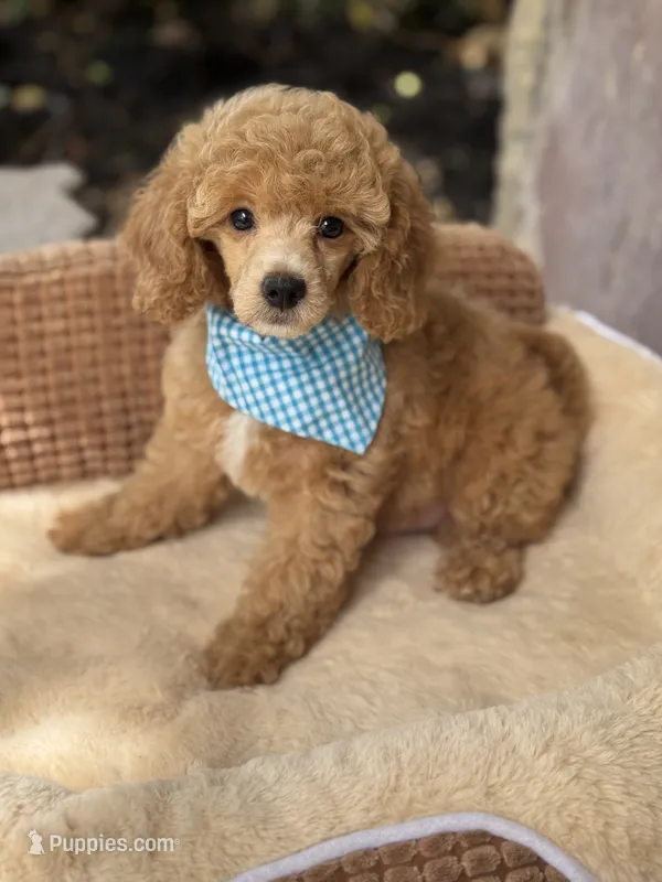 Marley – Poodle - Toy  puppy for sale in Fort Worth, TX