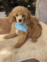 Marley, a male Poodle - Toy  for sale in Fort Worth, TX – 1 of 1