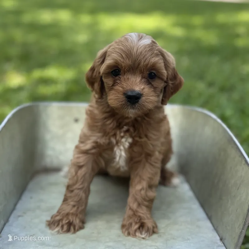 Leroy – Cavapoo puppy for sale in Fort Worth, TX
