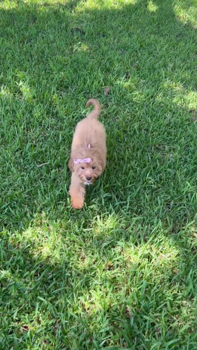Sadie, a female Cavapoo for sale in Fort Worth, TX – 8 of 8