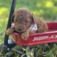 Macho micro, a male Miniature Goldendoodle for sale in Fort Worth, TX – 2 of 2