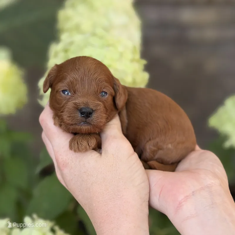 Lenlie F1b – Cavapoo puppy for sale in Fort Worth, TX