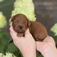 Lenlie F1b, a male Cavapoo for sale in Fort Worth, TX – 1 of 2
