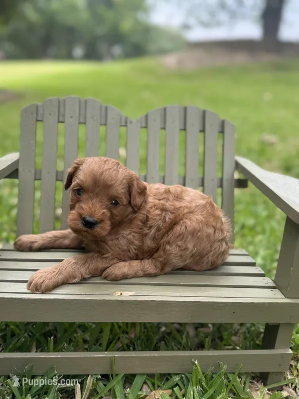 Lenny – Cavapoo puppy for sale in Fort Worth, TX