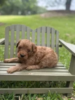 Lenny, a male Cavapoo for sale in Fort Worth, TX – 1 of 1