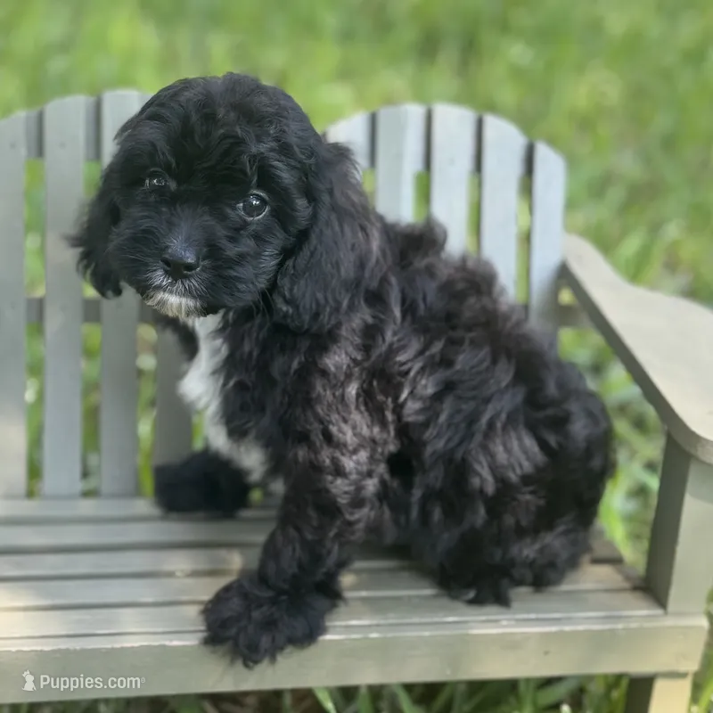Rosco – Cavapoo puppy for sale in Fort Worth, TX