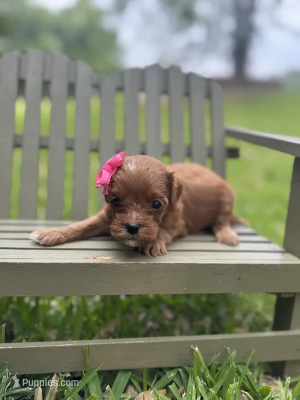 Lilo – Cavapoo puppy for sale in Fort Worth, TX