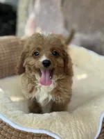 Lane F1b, a female Cavapoo for sale in Fort Worth, TX – 2 of 5