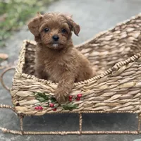 Felipe, a male Cavapoo for sale in Fort Worth, TX – Photo 4 of 4
