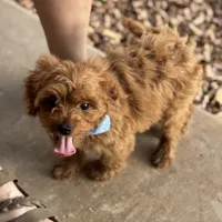 Felipe, a male Cavapoo for sale in Fort Worth, TX – Photo 3 of 4
