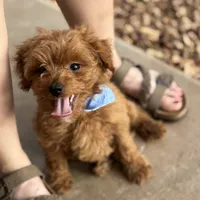 Felipe, a male Cavapoo for sale in Fort Worth, TX – Photo 2 of 4