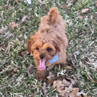 Felipe, a male Cavapoo for sale in Fort Worth, TX – Photo 1 of 4