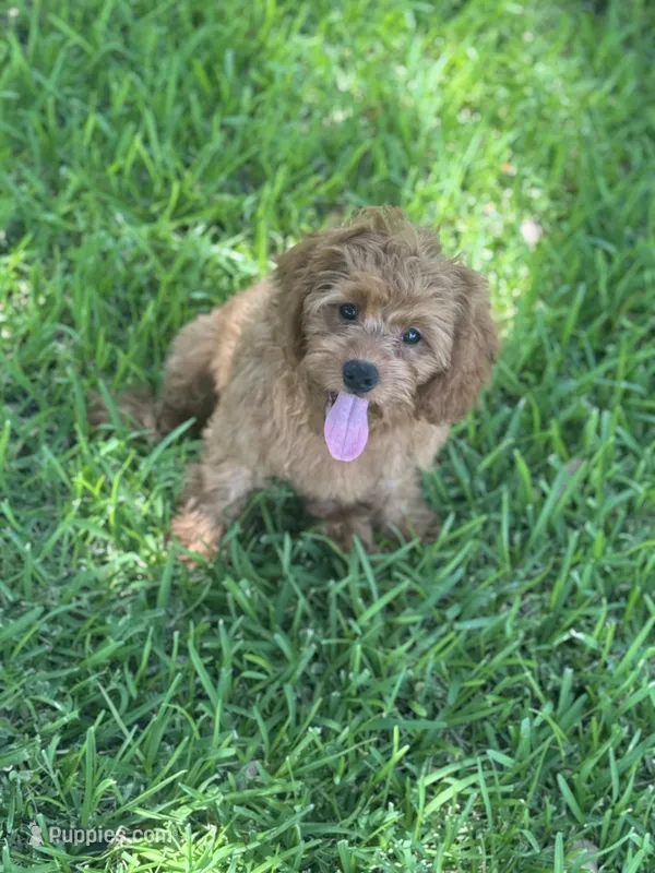 Frisbee  – Cavapoo puppy for sale in Fort Worth, TX