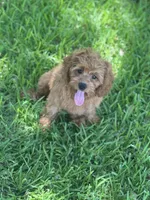Frisbee , a male Cavapoo for sale in Fort Worth, TX – 1 of 8