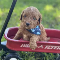 Marco micro, a male Miniature Goldendoodle for sale in Fort Worth, TX – 2 of 2