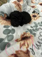 Chloe’s Girl, a female Poodle - Toy  for sale in Lumberton, MS – 2 of 6