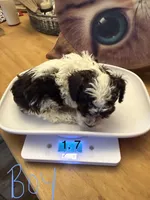 Angel Male party Pup, a male Poodle - Toy  for sale in Lumberton, MS – 3 of 4