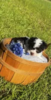 Angel Male party Pup, a male Poodle - Toy  for sale in Lumberton, MS – 2 of 4