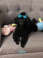 Chloe’s Girl, a female Poodle - Toy  for sale in Lumberton, MS – 6 of 6