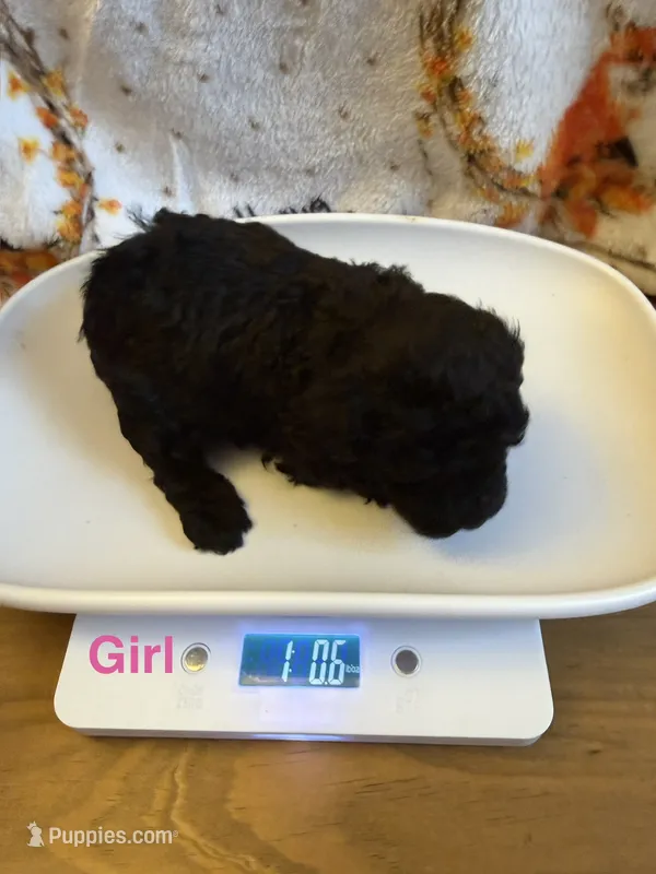 Chloe’s Girl – Poodle - Toy  puppy for sale in Lumberton, MS