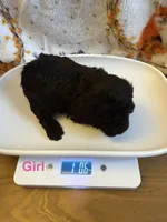 Chloe’s Girl, a female Poodle - Toy  for sale in Lumberton, MS – 1 of 6