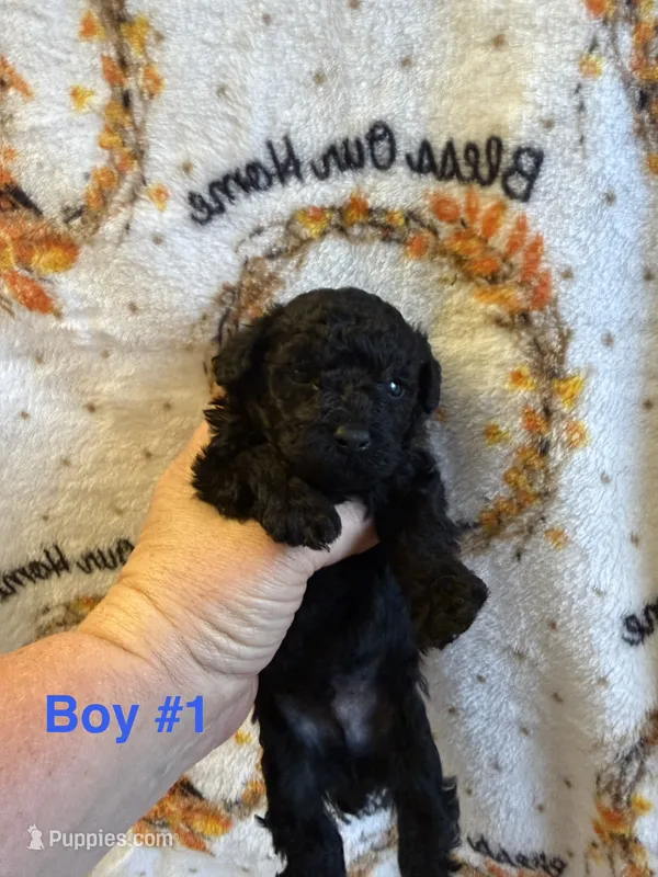 Chloe’s Boy#1 – Poodle - Toy  puppy for sale in Lumberton, MS