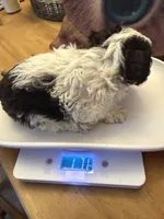 Angel Male party Pup, a male Poodle - Toy  for sale in Lumberton, MS – 4 of 4
