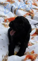 Chloe’s Boy #2, a male Poodle - Toy  for sale in Lumberton, MS – 2 of 3