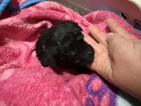 Chloe’s Girl, a female Poodle - Toy  for sale in Lumberton, MS – 3 of 6