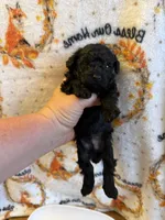 Chloe’s Girl, a female Poodle - Toy  for sale in Lumberton, MS – 5 of 6