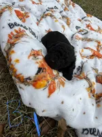 Chloe’s Boy#1, a male Poodle - Toy  for sale in Lumberton, MS – 3 of 5