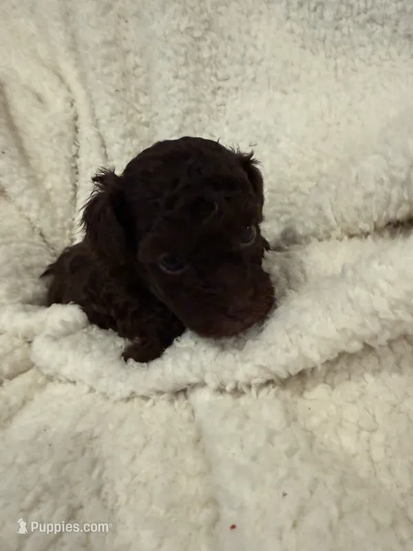 Angel’s Chocolate boy – Poodle - Toy  puppy for sale in Lumberton, MS