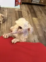 Elliot, a male Poodle - Toy  for sale in Lumberton, MS – Photo 2 of 4