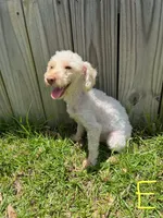 Elliot, a male Poodle - Toy  for sale in Lumberton, MS – Photo 1 of 4