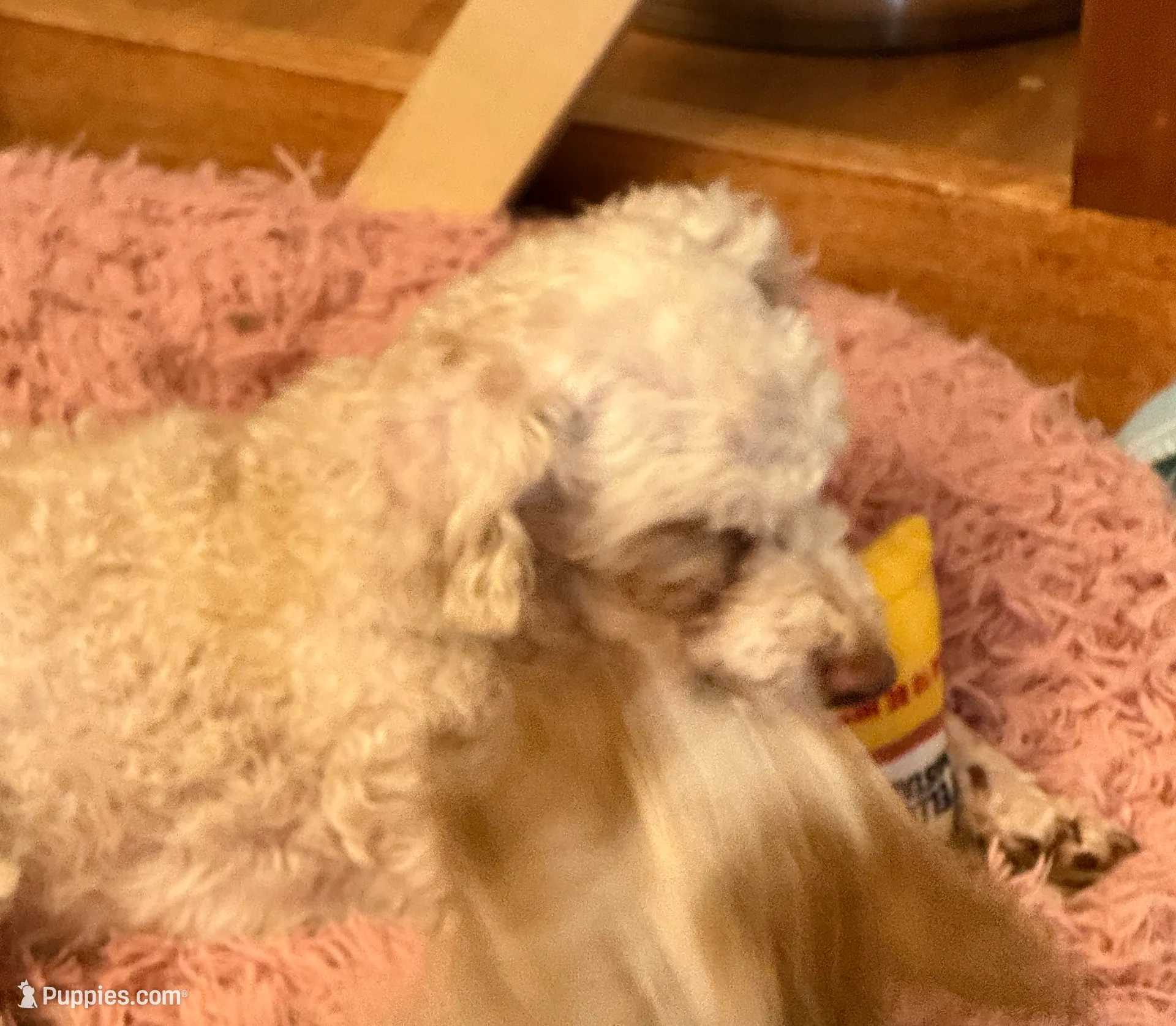 Elliot, a male Poodle - Toy  for sale in Lumberton, MS – Photo 3 of 4