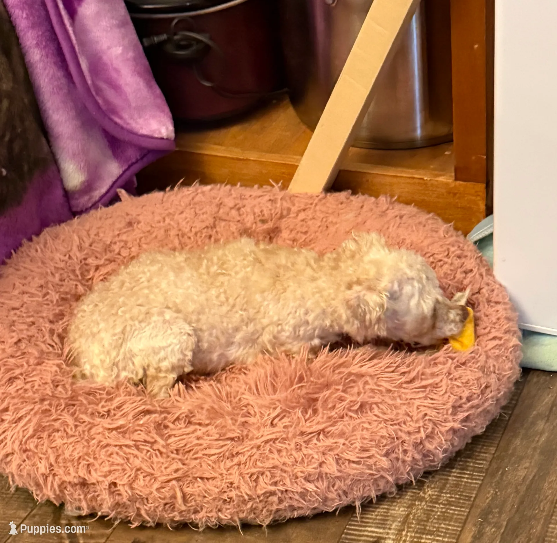 Elliot, a male Poodle - Toy  for sale in Lumberton, MS – Photo 4 of 4