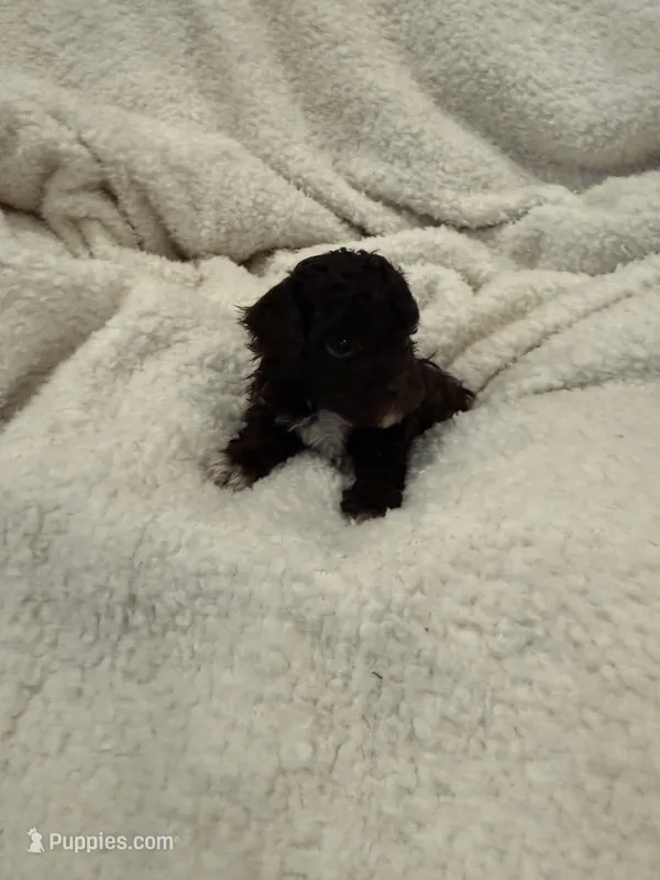 Angel’s Girl – Poodle - Toy  puppy for sale in Lumberton, MS