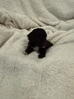 Angel’s Girl, a female Poodle - Toy  for sale in Lumberton, MS – 1 of 1