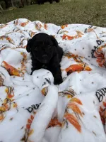 Chloe’s Boy #2, a male Poodle - Toy  for sale in Lumberton, MS – 3 of 3
