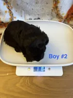 Chloe’s Boy #2, a male Poodle - Toy  for sale in Lumberton, MS – 1 of 3