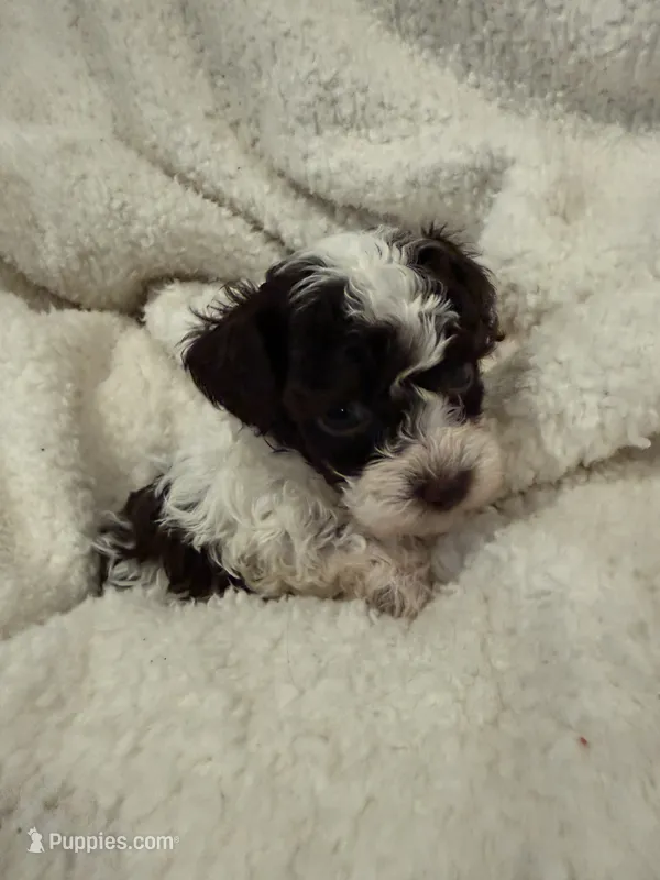 Angel Male party Pup – Poodle - Toy  puppy for sale in Lumberton, MS