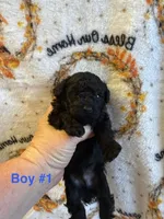 Chloe’s Boy#1, a male Poodle - Toy  for sale in Lumberton, MS – 4 of 5
