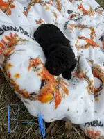 Chloe’s Boy#1, a male Poodle - Toy  for sale in Lumberton, MS – 5 of 5